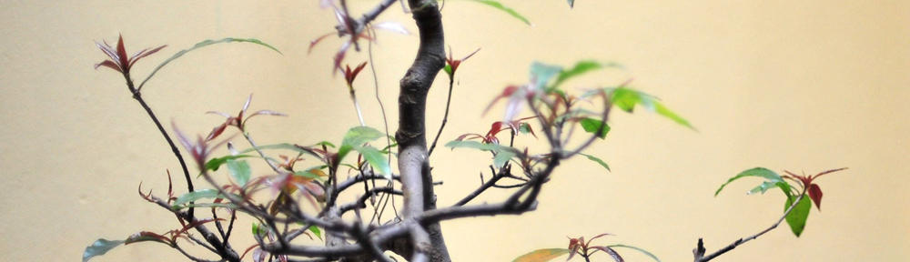 宮崎で頑張る主婦LOG